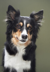 portrait of a dog on a green background. obedient border collie in studio