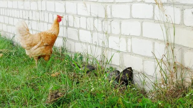 A bush of brown walks with chickens near the house and nibbles green grass.