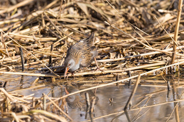 Water Rail (Rallus aquaticus).