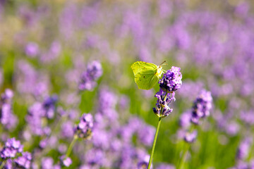 yellow butterfly sitting on violet lavender flower at blooming field. beautiful insect named CABBAGE