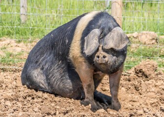 The Hampshire pig is a domestic swine breed characterized by erect ears, a black body, and a white...