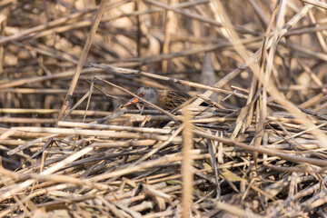 Water Rail (Rallus aquaticus).