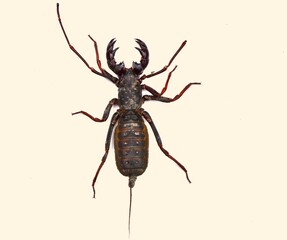 Isolated scorpion on a white background