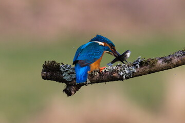 Fototapeta premium Kingfisher on a branch, with a fish in its beak, beating the fish on the branch