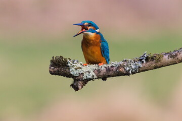 Male kingfisher on a branch, with its beak open