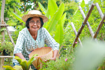 smiling asian elderly woman happy Grow organic vegetables to eat at home. She is putting vegetables...