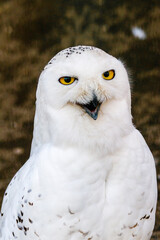 Fototapeta premium beautiful white owl with yellow eyes and beak