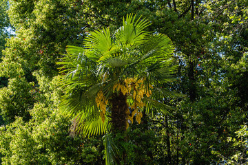 Fototapeta premium Blooming Chinese windmill palm (Trachycarpus fortunei) or Chusan palm against backdrop of evergreen. Adler Arboretum 