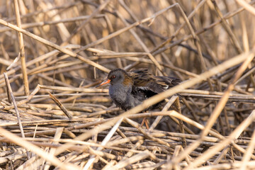 Water Rail (Rallus aquaticus).