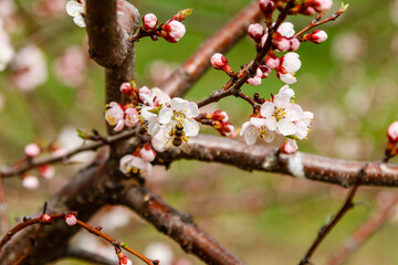 beautifully flowering cherry branches on which the bees sit