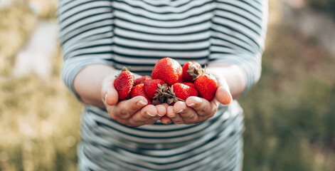 Close up of female hands with handful of ripe strawberries. Healthy rural organic harvest in the...