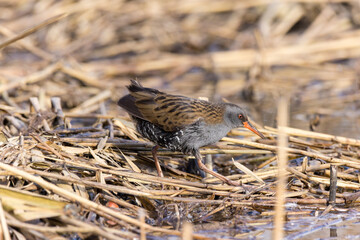 Water Rail (Rallus aquaticus).