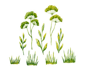 Watercolor green plants. Hand drawn illustration is isolated on white. Greenery is perfect for floral design, floristic logo, medicinal herb label, poster, grower background