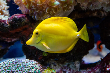 Fototapeta na wymiar zebrasoma, yellow sailing fish