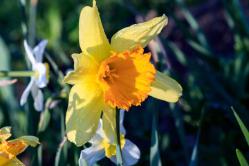 beautiful summer Cyclameniform daffodils - Cyclamineus