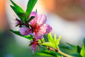 beautiful flowering of apricot fruit trees with drops