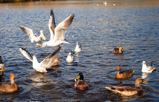ducks and gulls fight for food