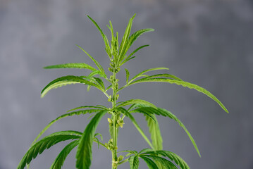 Cannabis plant with leaves and seeds close up on grey background