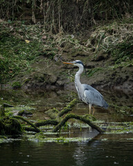 Grey Heron, large bird foraging  for food on river bank and in river.
