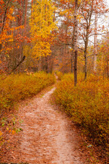 Fototapeta na wymiar autumn beautiful forest with a path covered with leafs