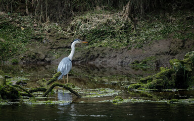 Grey Heron, large bird foraging  for food on river bank and in river.