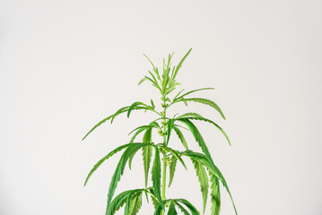 Cannabis plant with leaves and seeds close up on grey background