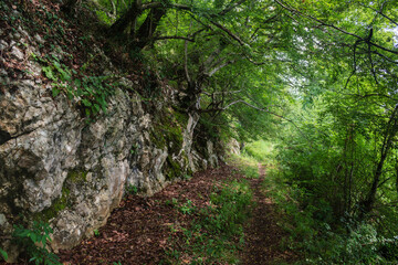 footpath in the greenforest and big stone rocks nearby