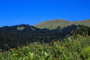 grass yellow flowers forest and alpine meadows in caucasus mountains