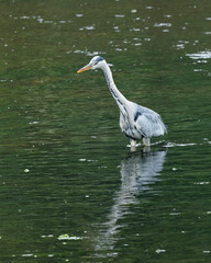 Grey Heron, large bird foraging  for food on river bank and in river.
