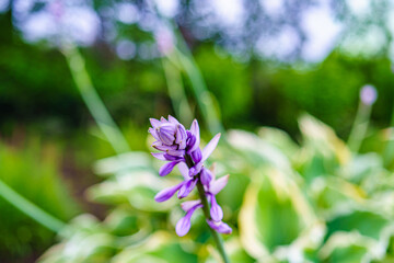 斑入りのギボウシ（擬宝珠）/ホスタの花/カラーリーフ、シェードガーデン