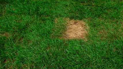 Texture of damaged Rolled turf after installation on the ground. Dead grass, dry withered lawn...