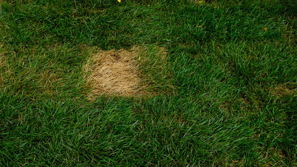 Texture of damaged Rolled turf after installation on the ground. Dead grass, dry withered lawn...