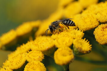 Bee close-up. A bee collects pollen from a yellow flower.