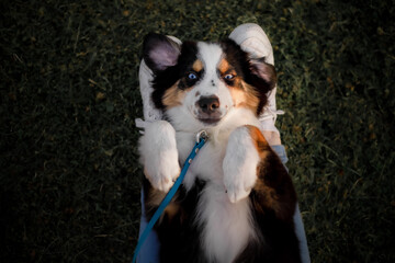 Puppy with owner. Miniature American Shepherd dog