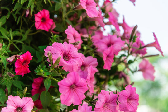 pink flowers in the garden