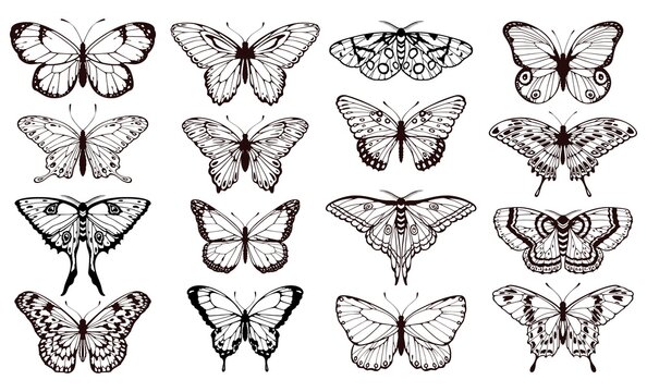 Butterfly Silhouettes Black Outline Butterflies Tattoo Graphic Vector Set Wedding Card Design