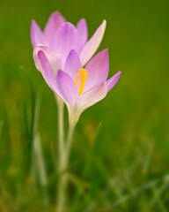 purple crocus flower in spring