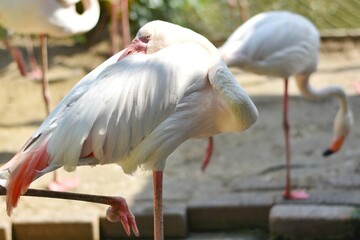 pink flamingo in zoo
