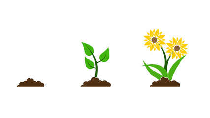 Sunflowers seedling with yellow flowers in pot isolated on white