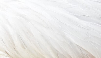 white feathers background