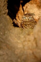 Little Owl in a hole in a mature Oak Tree