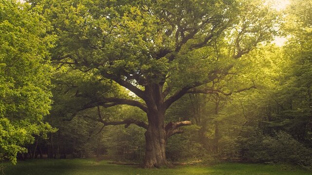 Oak tree in Epping Forest in late spring