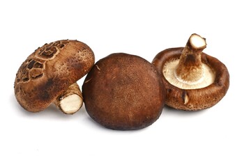 Shiitake mushrooms on a white background