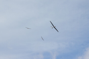 Group of three gliders flying against cloudy sky. High performance sailplanes