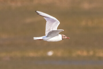A black-headed gull (Chroicocephalus ridibundus) in flight in the Nature Reserve of Marismas de Odiel, Huelva, Andalusia, Spain