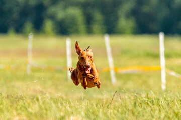 Cirneco dell etna running full speed at lure coursing sport