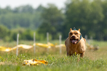 Pit Bull Terrier running and chasing lure coursing dog sport