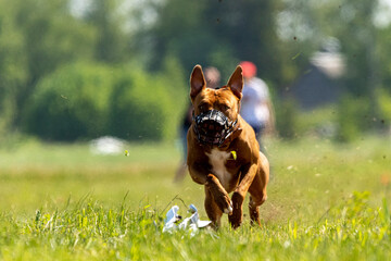 Staffordshire Bull Terrier running full speed at lure coursing sport