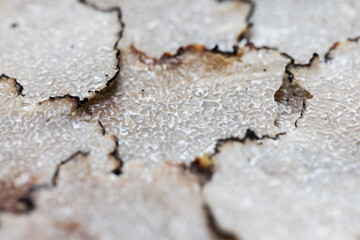 Sliced Truffle Texture