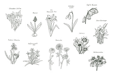 Spring flowers vector illustrations set
